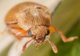 Attēlu rezultāti vaicājumam “Byturus tomentosus”