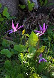 Attēlu rezultāti vaicājumam “Erythronium sibiricum”