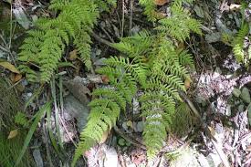 Attēlu rezultāti vaicājumam “Pohlia bulbifera”