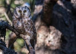 Image result for Aegolius funereus