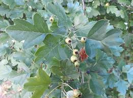 Attēlu rezultāti vaicājumam “Crataegus x macrocarpa”