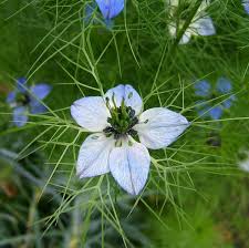 Image result for Nigella damascena