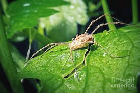 Attēlu rezultāti vaicājumam “Phalangium opilio”