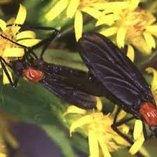 Attēlu rezultāti vaicājumam “Bibionidae”