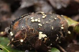 Attēlu rezultāti vaicājumam “Hymenoscyphus fructigenus var. coryli”