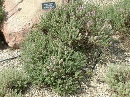 Attēlu rezultāti vaicājumam “Thymus vulgaris”