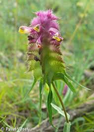Attēlu rezultāti vaicājumam “Melampyrum cristatum”