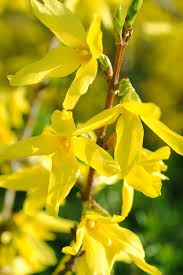 Attēlu rezultāti vaicājumam “Forsythia”