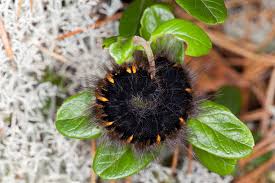 Attēlu rezultāti vaicājumam “Macrothylacia rubi larva”