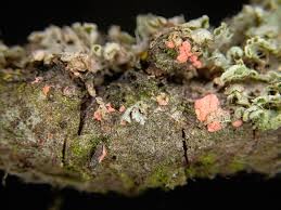 Attēlu rezultāti vaicājumam “Illosporiopsis christiansenii”