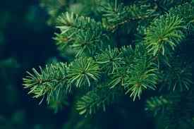 Attēlu rezultāti vaicājumam “Picea abies leaf”