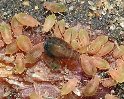 Attēlu rezultāti vaicājumam “Aphodius subterraneus imago”