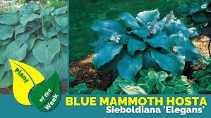 Image result for Hosta sieboldiana 'Elegans'
