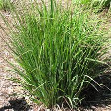 Attēlu rezultāti vaicājumam “Molinia caerulea fruit”