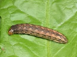 Attēlu rezultāti vaicājumam “Eriopygodes imbecilla”