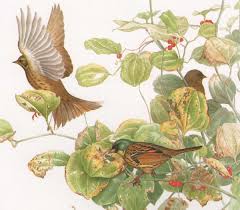Image result for Emberiza spodocephala