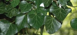 Attēlu rezultāti vaicājumam “Hedera helix  leaf”