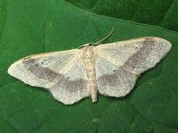 Attēlu rezultāti vaicājumam “Idaea aversata”