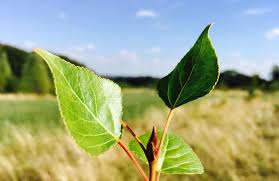 Attēlu rezultāti vaicājumam “Populus nigra leaf”