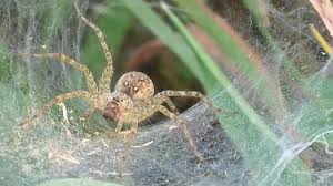 Attēlu rezultāti vaicājumam “Agelenidae”