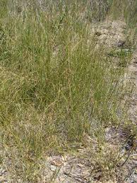 Attēlu rezultāti vaicājumam “Juncus balticus”