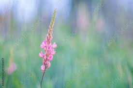 Attēlu rezultāti vaicājumam “Onobrychis arenaria fruit”