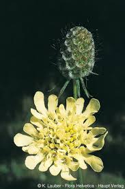 Image result for Scabiosa ochroleuca