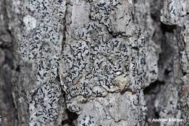 Attēlu rezultāti vaicājumam “Alyxoria varia”