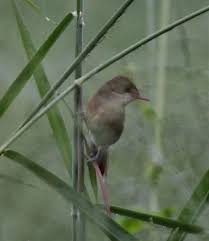 Image result for Acrocephalus aedon