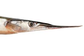 Attēlu rezultāti vaicājumam “Belone belone”