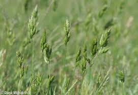 Attēlu rezultāti vaicājumam “Bromus hordeaceus subsp. hordaceus fruit”