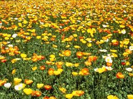 Image result for Papaver nudicaule