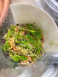 Attēlu rezultāti vaicājumam “Trichia alpina young”