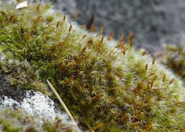 Attēlu rezultāti vaicājumam “Racomitrium canescens sporophyte”