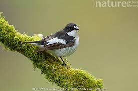 Attēlu rezultāti vaicājumam “Ficedula hypoleuca”