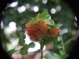 Attēlu rezultāti vaicājumam “Diplolepis bicolor”