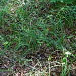 Attēlu rezultāti vaicājumam “Carex pilosa leaf”