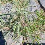 Attēlu rezultāti vaicājumam “Atriplex littoralis leaf”