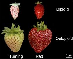 Attēlu rezultāti vaicājumam “Fragaria viridis fruit”