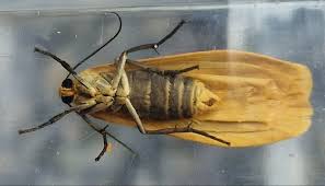 Attēlu rezultāti vaicājumam “Eilema sororcula”