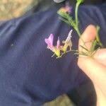 Attēlu rezultāti vaicājumam “Astragalus arenarius leaf”