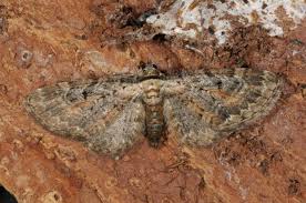 Attēlu rezultāti vaicājumam “Eupithecia icterata”