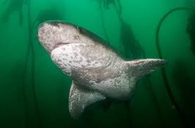 Image result for Notorynchus cepedianus