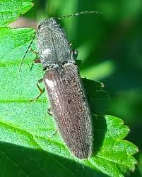 Attēlu rezultāti vaicājumam “Athous sp.”