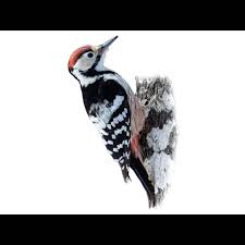 Attēlu rezultāti vaicājumam “Dendrocopos leucotos male”