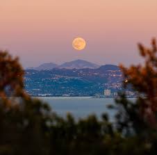 Attēlu rezultāti vaicājumam “Metatrichia floriformis stalked”