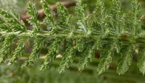 Attēlu rezultāti vaicājumam “Achillea salicifolia leaf”