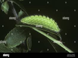 Attēlu rezultāti vaicājumam “Aleurochiton aceris nymph”