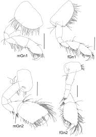 Attēlu rezultāti vaicājumam “Badhamiopsis sp.”