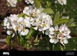 Attēlu rezultāti vaicājumam “Pyrus communis flower”